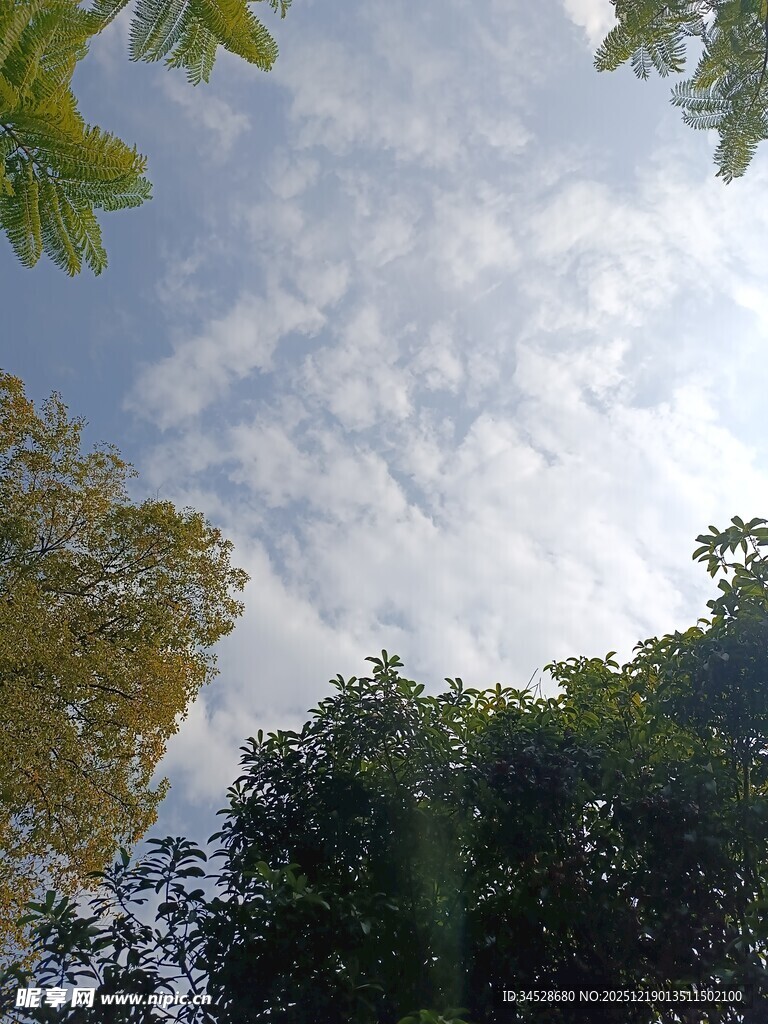 仰望林间天空的美好景象