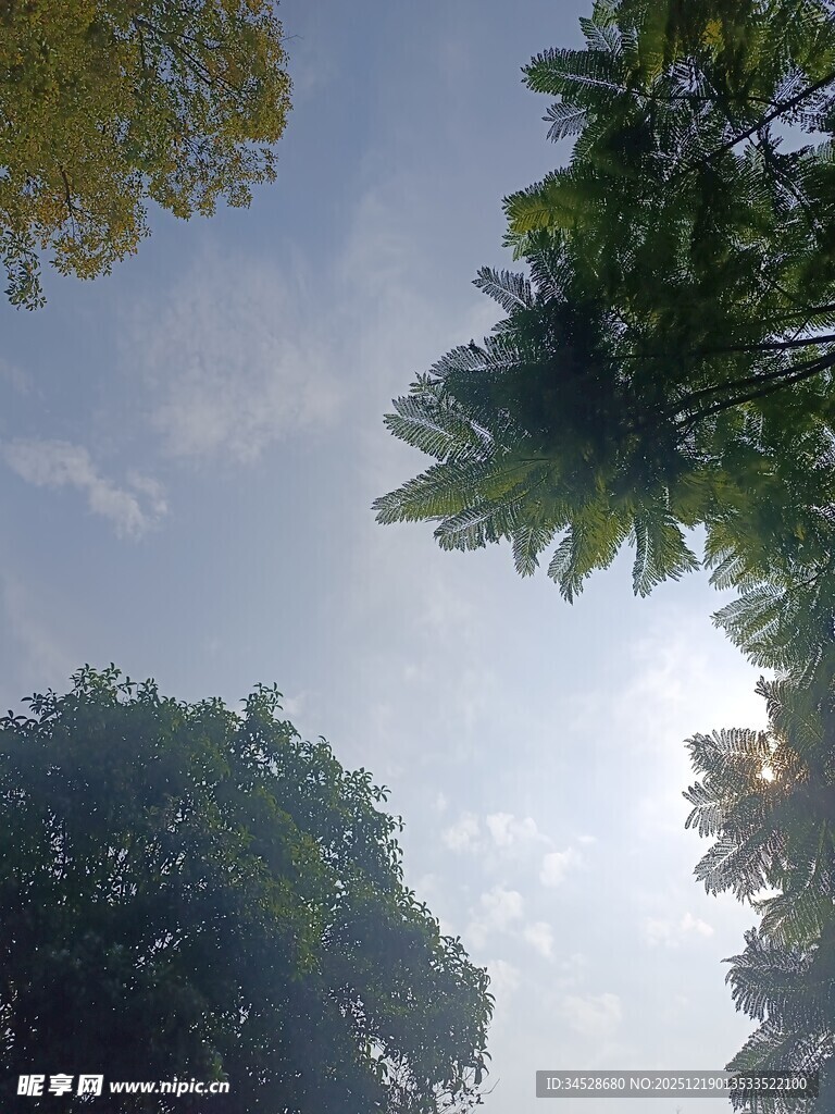 仰视葱郁树冠与晴朗天空