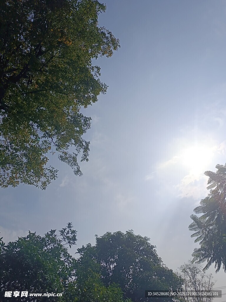 阳光下的绿树景观