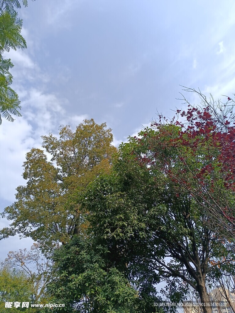 秋日多彩树木与天空景象