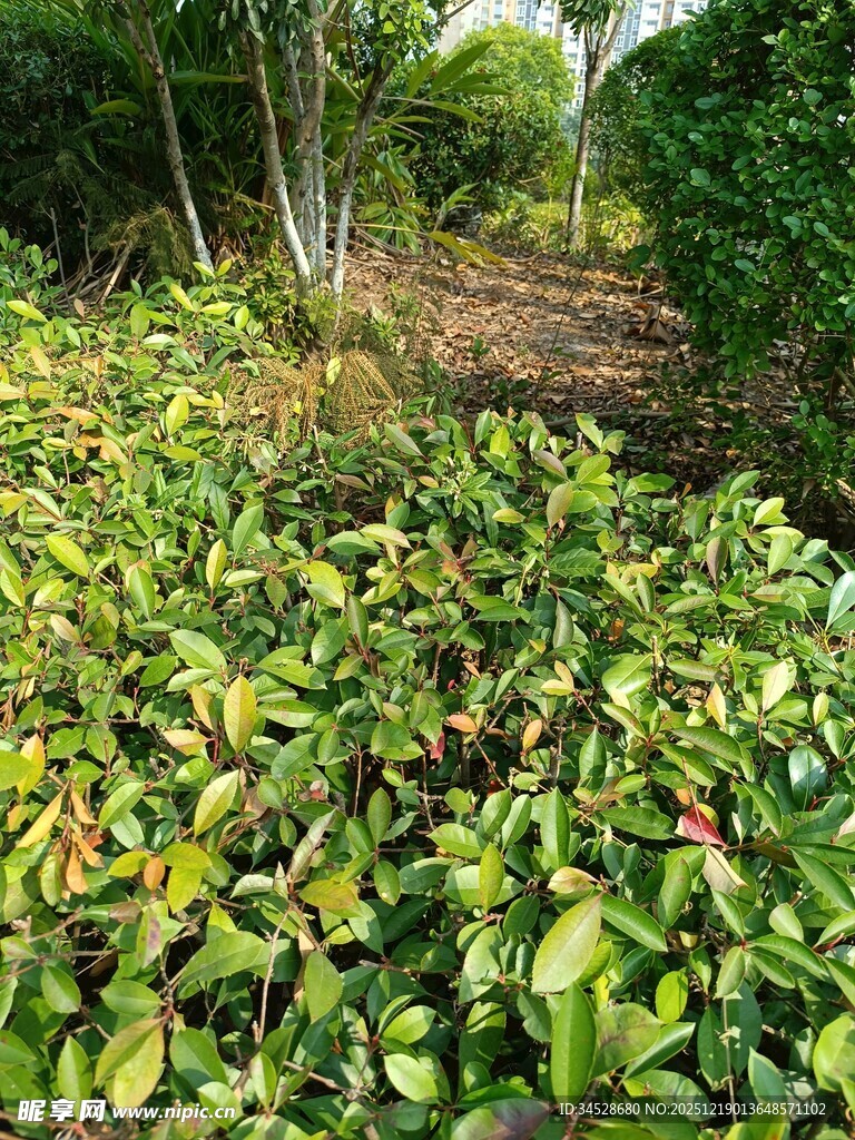 繁茂绿植的自然景致