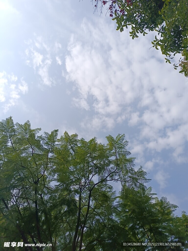 林间天空 