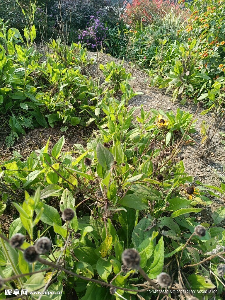 生机勃勃的绿植景观