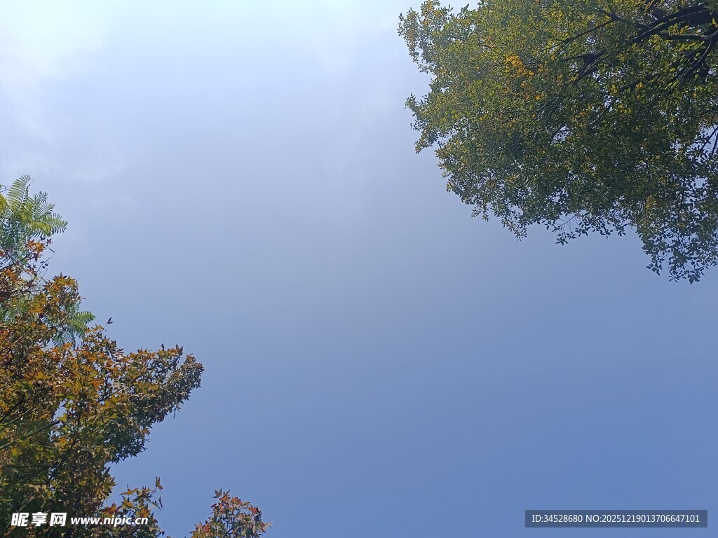 仰望蓝天与树梢