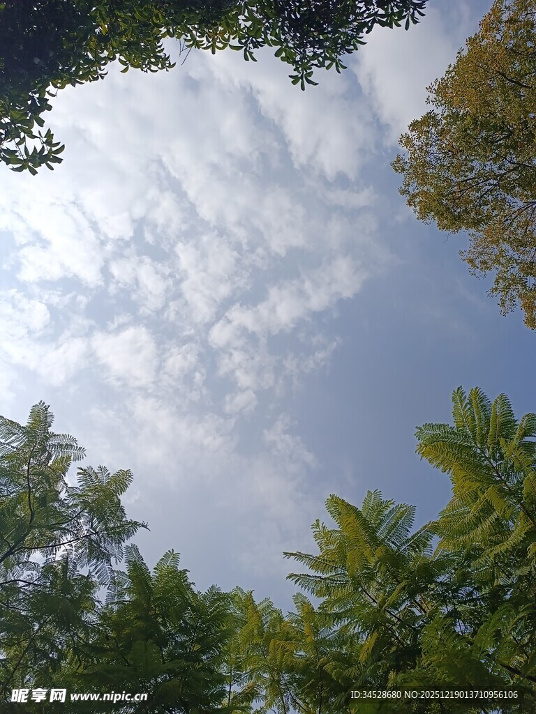 林间天空 