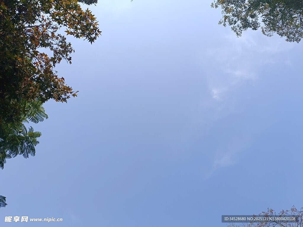 仰望蓝天与枝叶