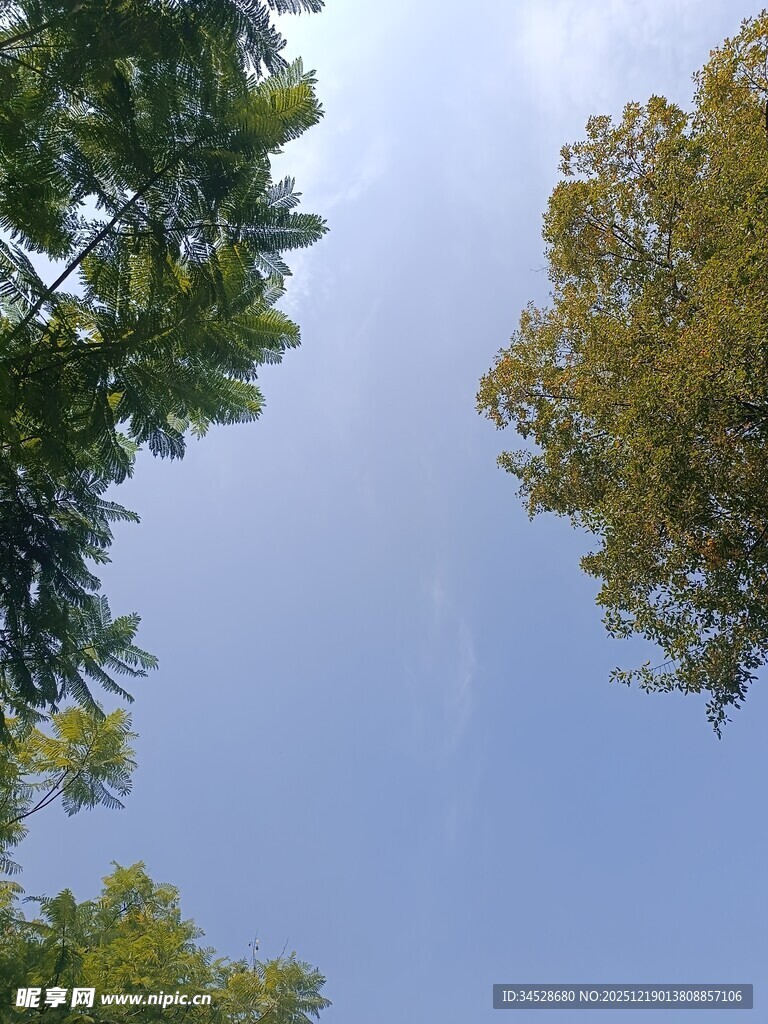 仰视绿树蓝天景象