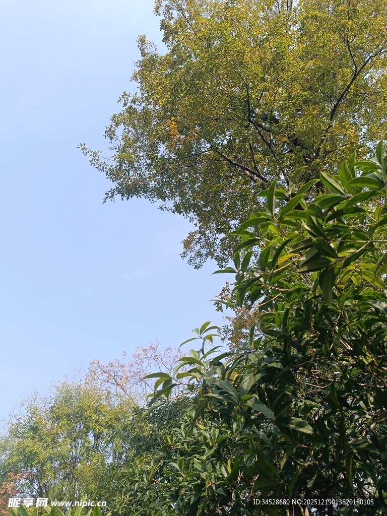 蓝天映衬下的葱郁树木