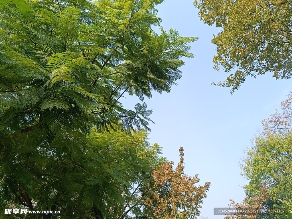 仰视葱郁树冠蓝天景象