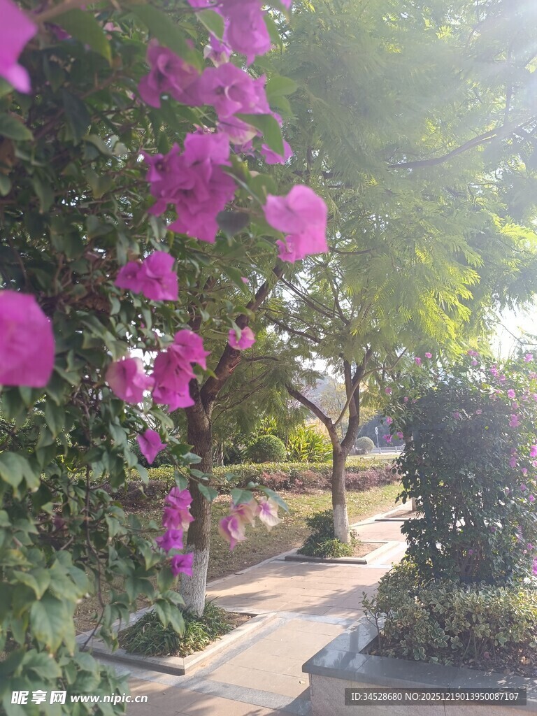 繁花簇拥的幽静园林小道