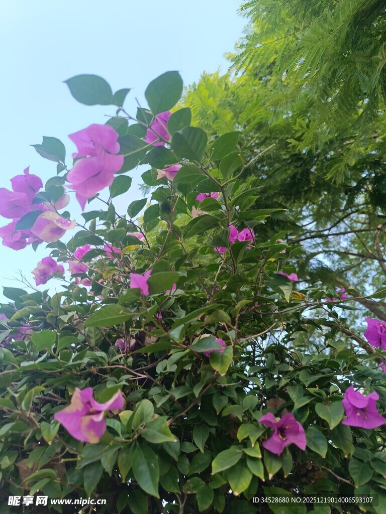 绽放的紫花与绿叶