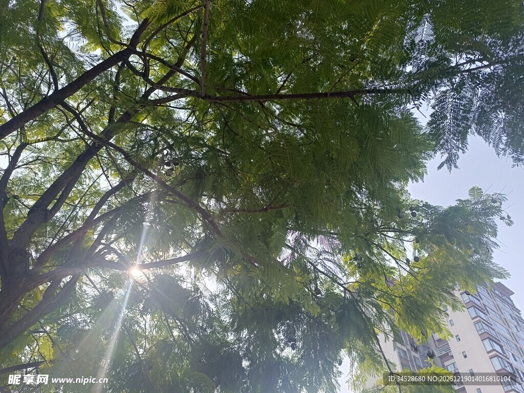 阳光透过枝叶洒向城市