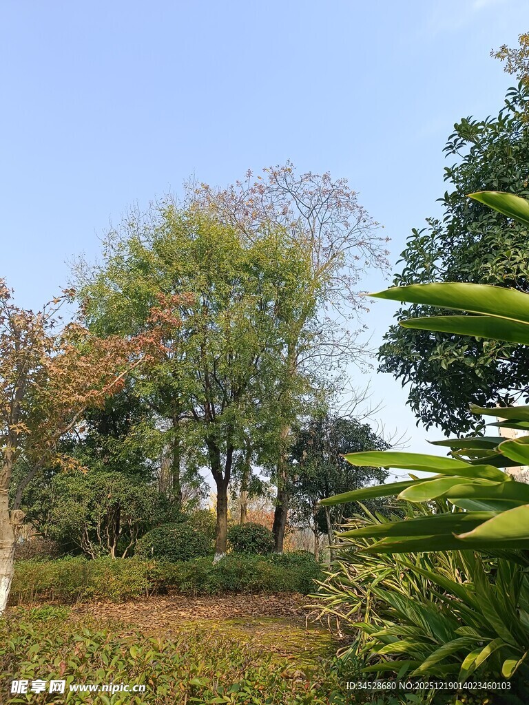 户外自然景观绿植场景