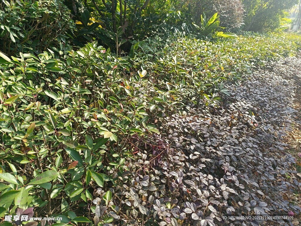 林间小径旁的繁茂植物