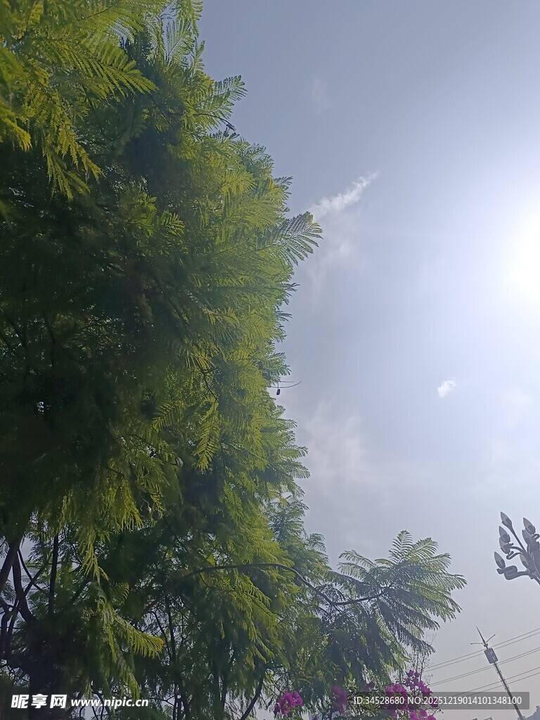 阳光下的绿树繁花