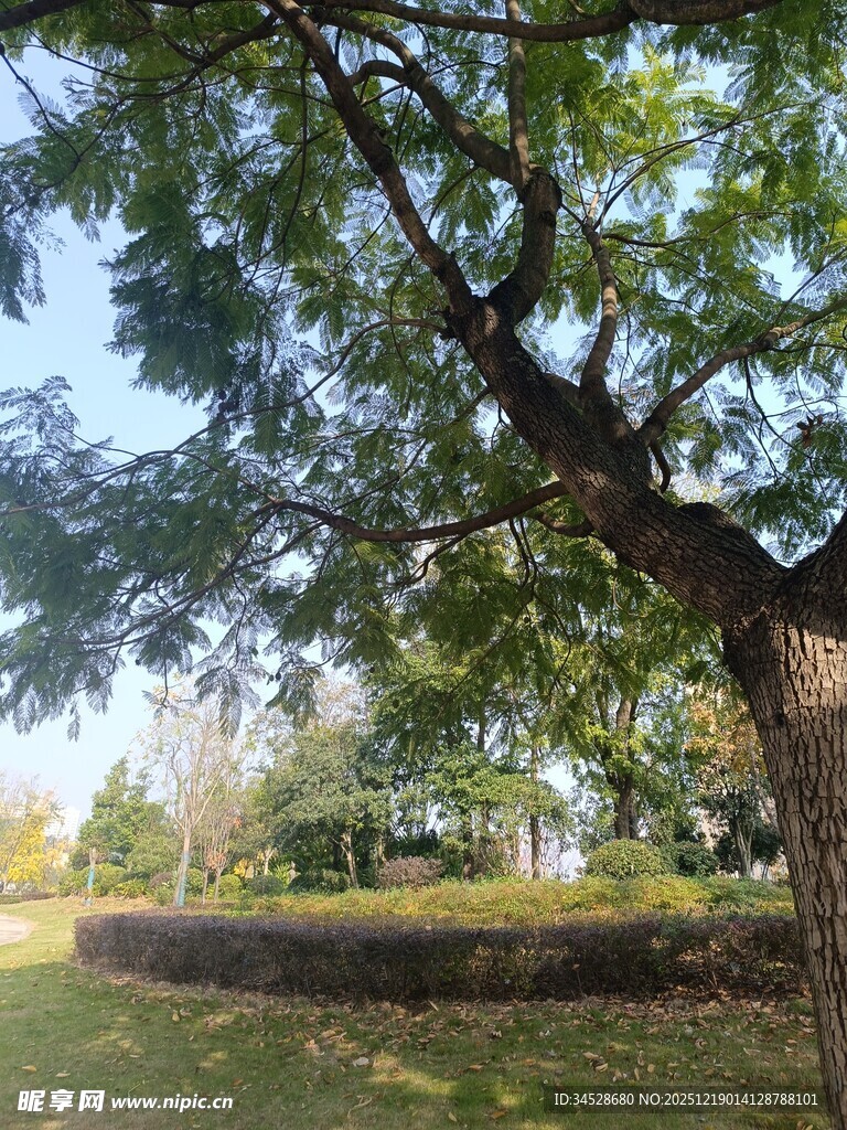 秋日繁茂大树下的静谧景致