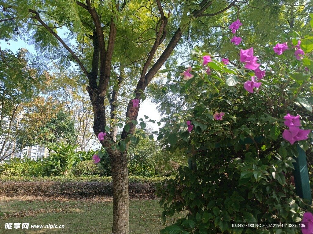 花园中的绿树与娇艳繁花