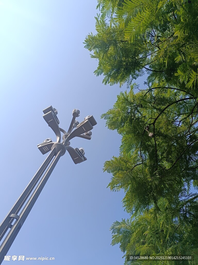 高耸路灯与葱郁绿树