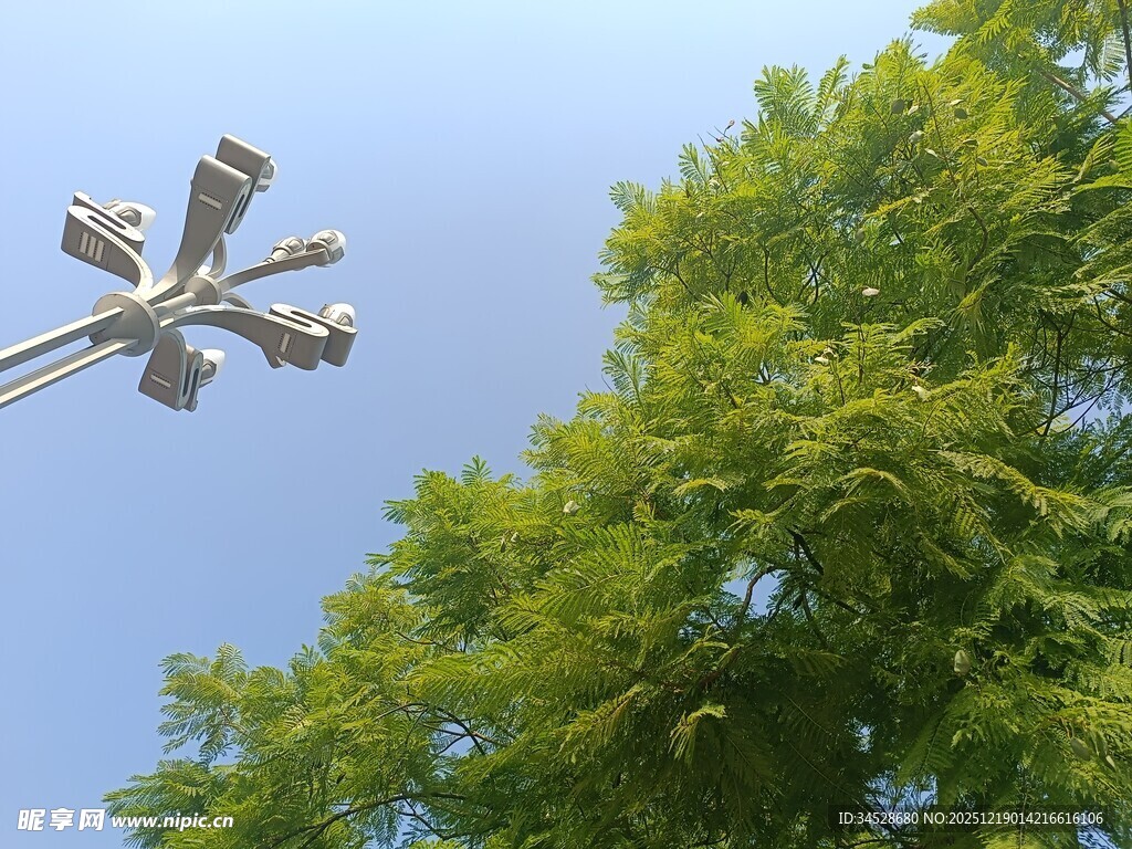 树梢上的路灯与蓝天