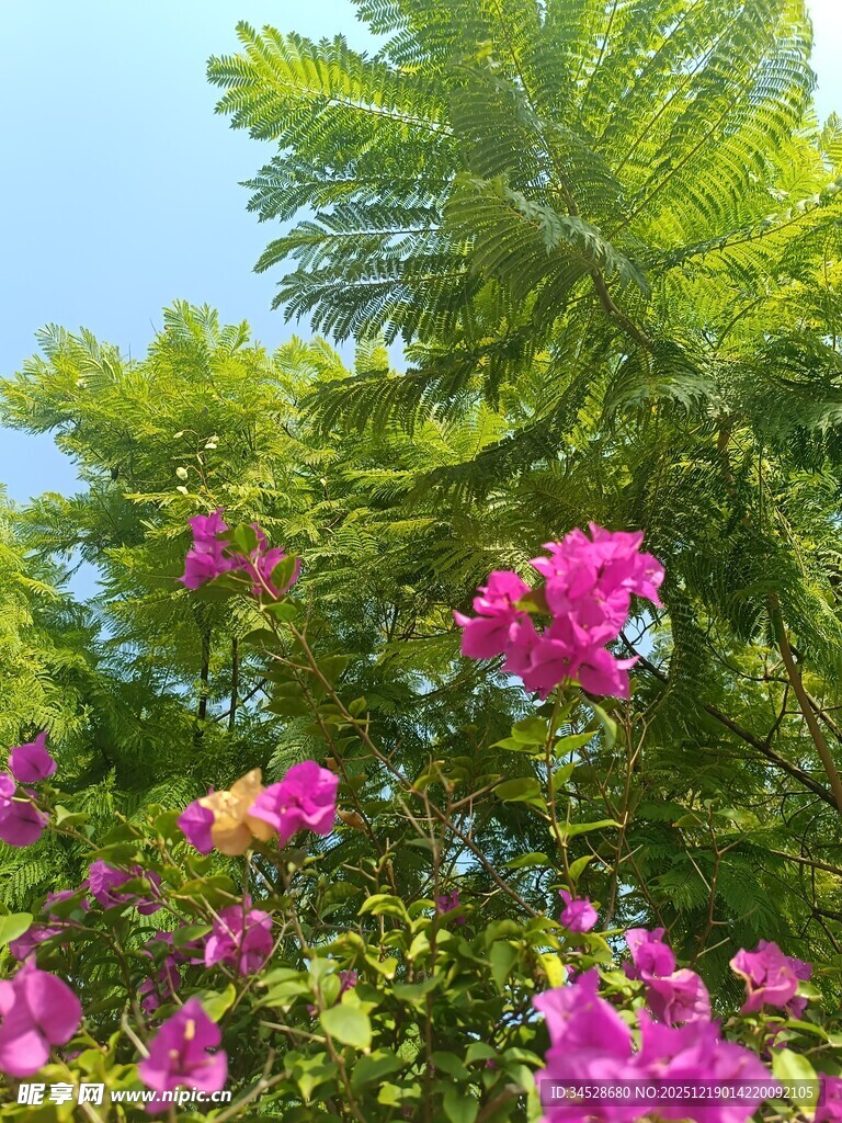 繁花绿树映蓝天