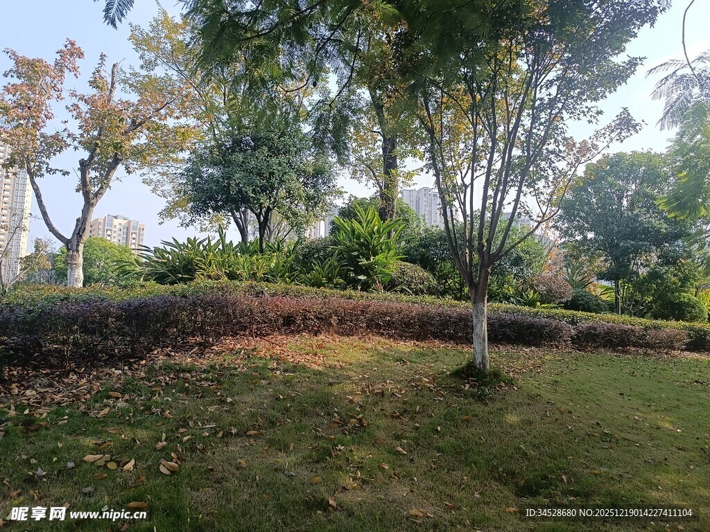 秋日公园绿意景致