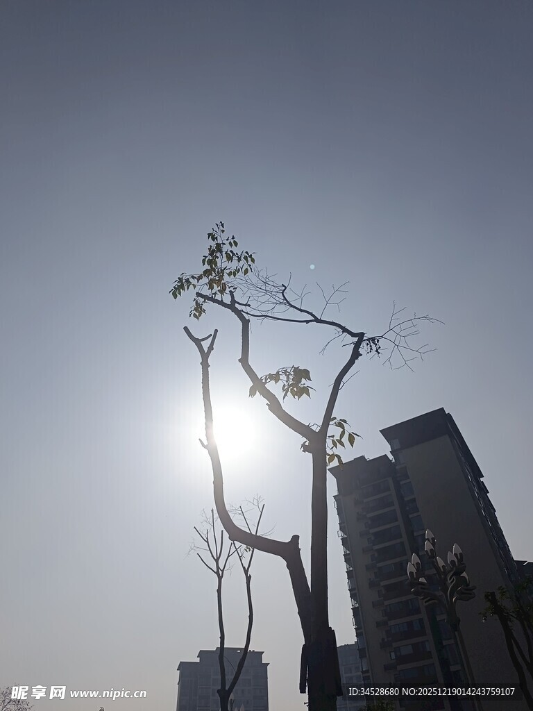 城市中枯树立于高楼旁