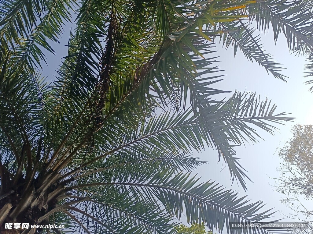 仰视下的棕榈树枝叶