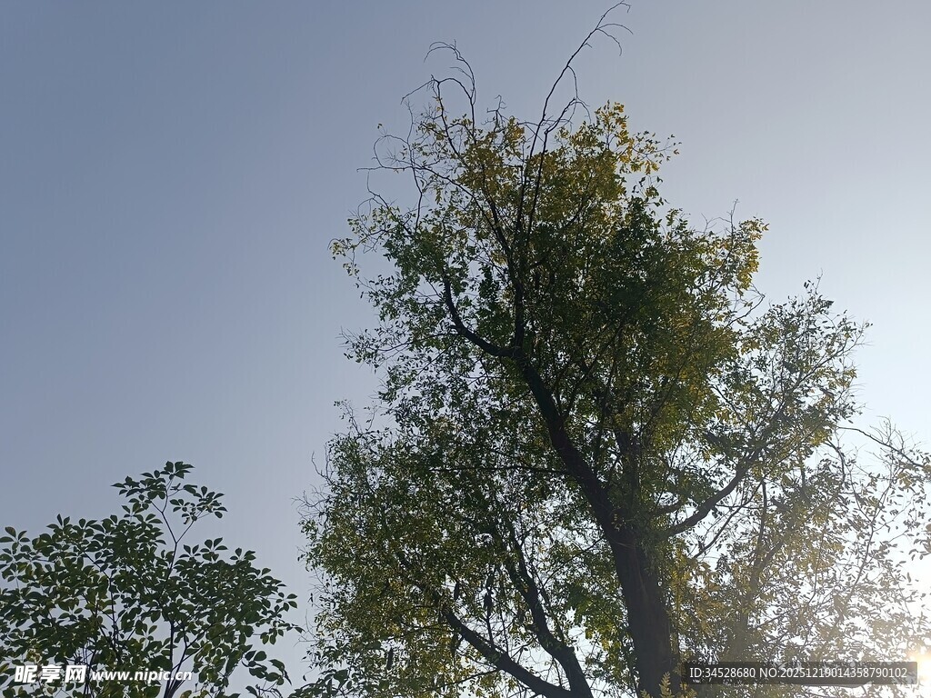 阳光下的绿树与蓝天