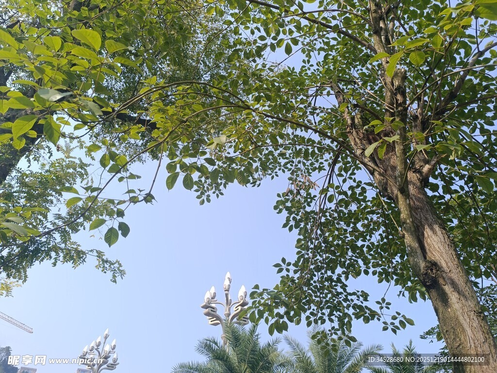 仰视绿树蓝天的清新景象