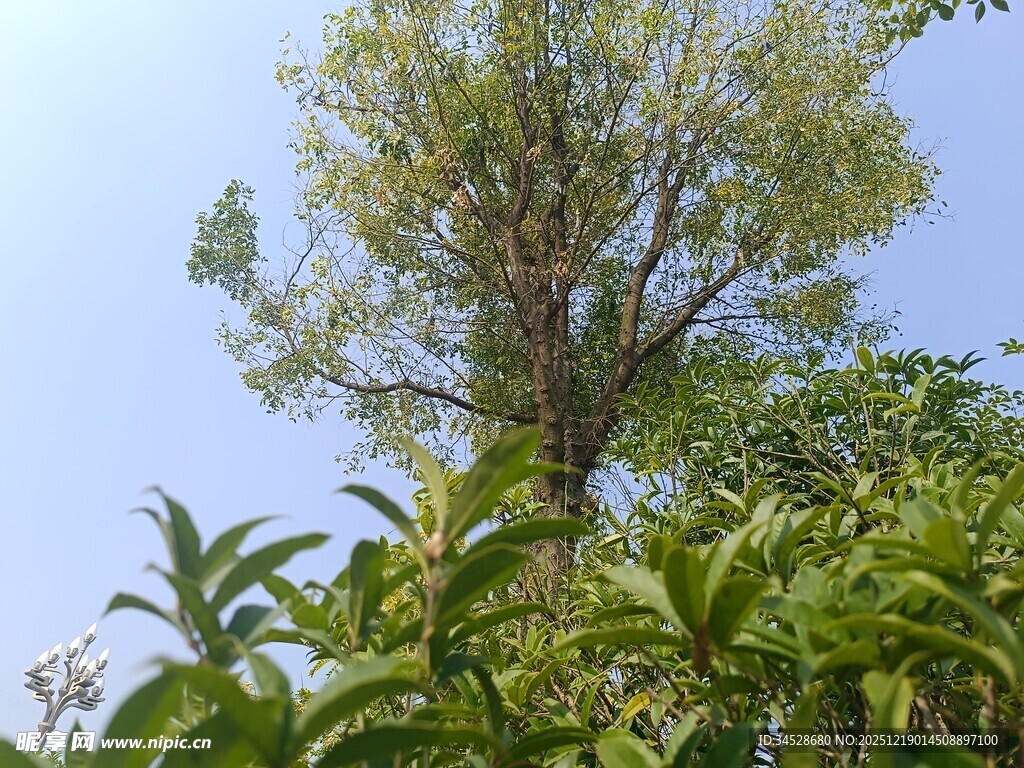 高耸树木与繁茂绿植