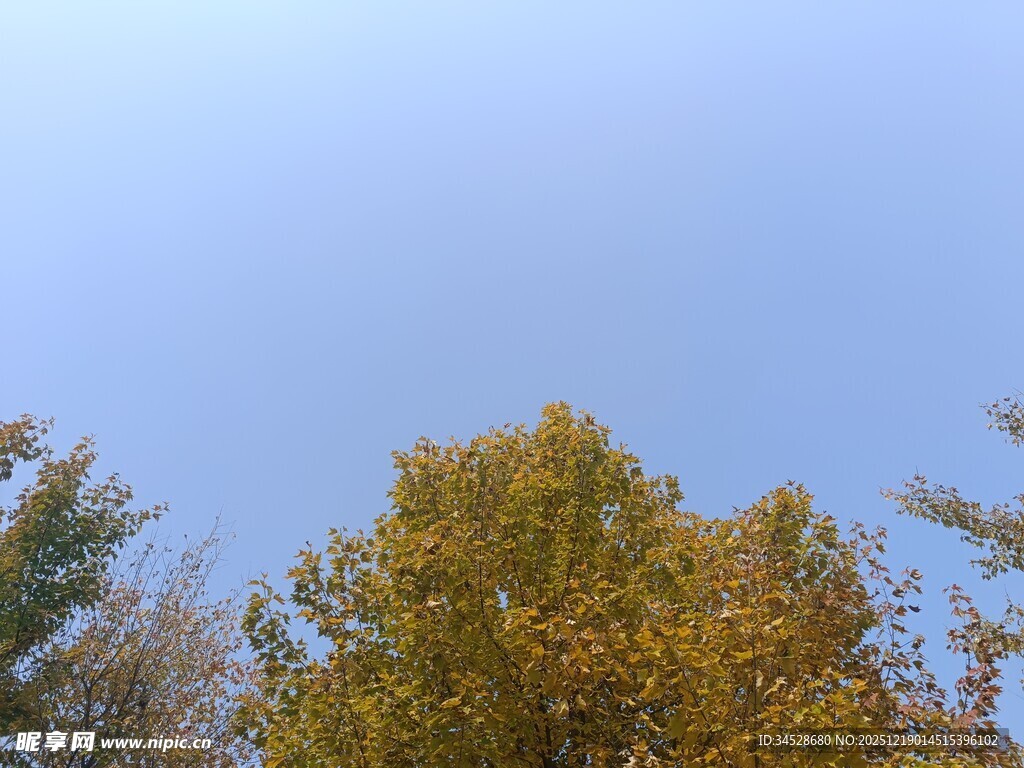 秋日树梢上的蓝天