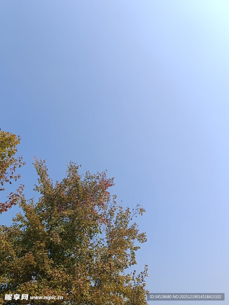 蓝天映衬下的金黄树木