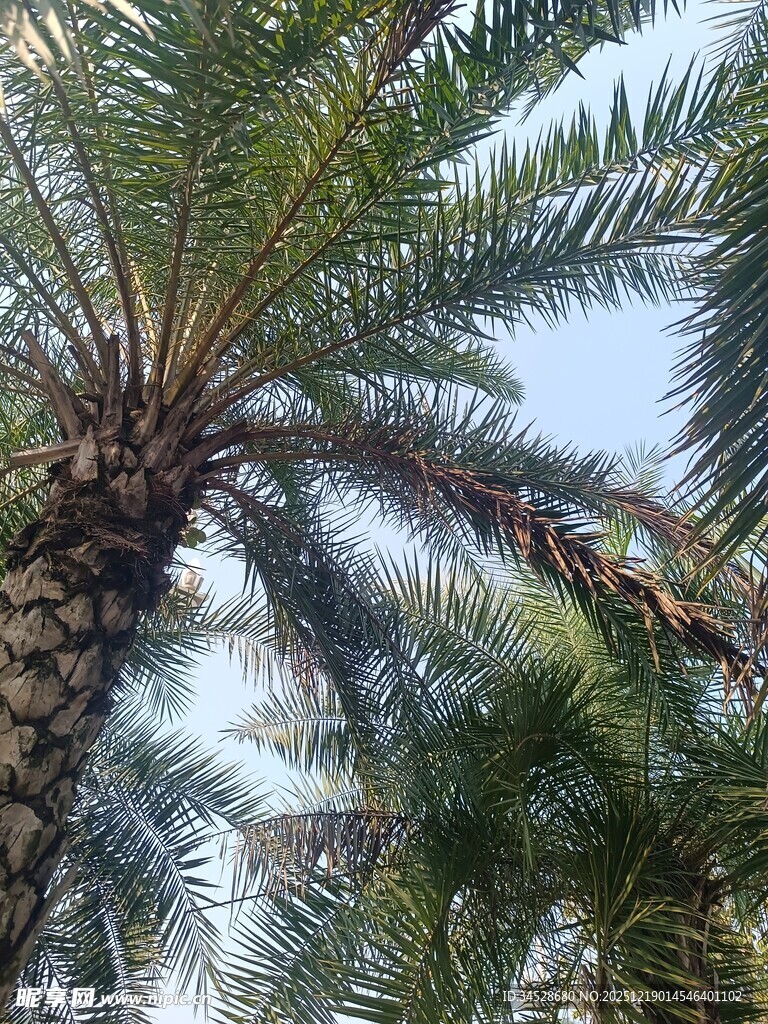 高大棕榈树的繁茂树冠