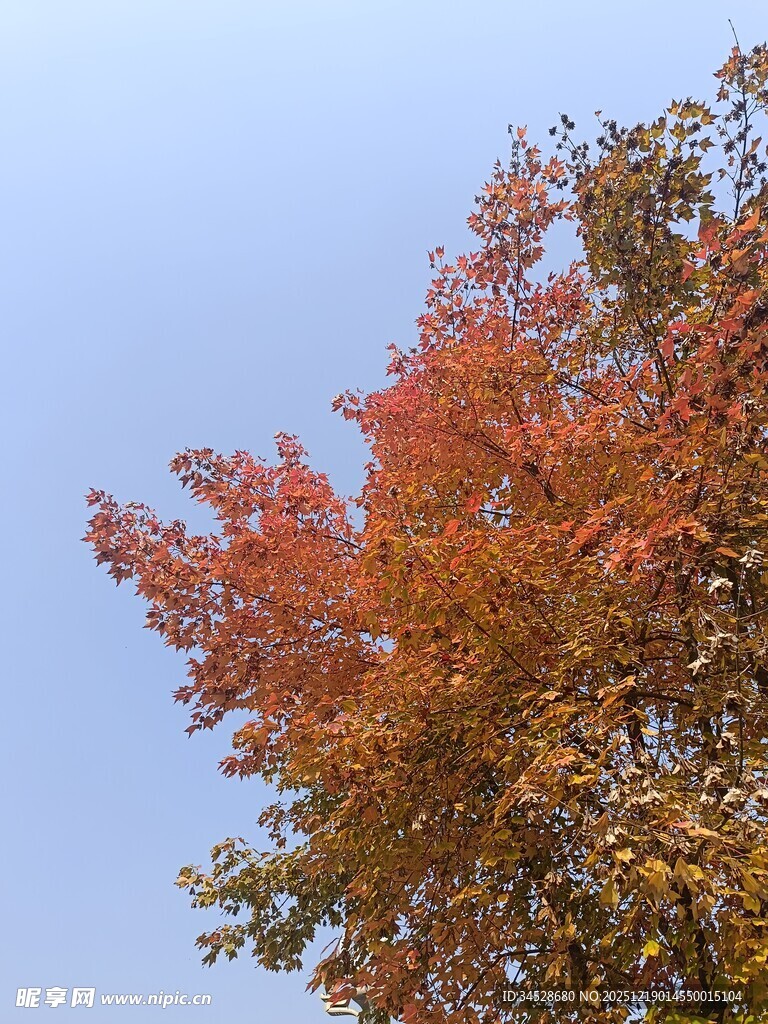 秋日红枫映蓝天