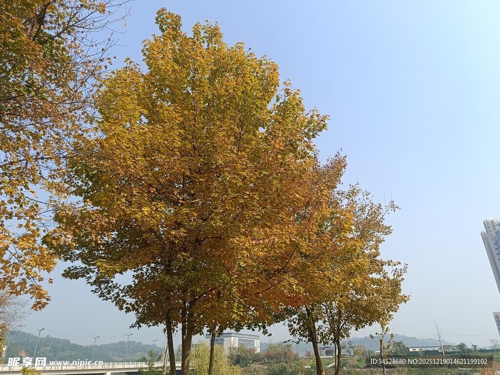 秋日金黄树木风景
