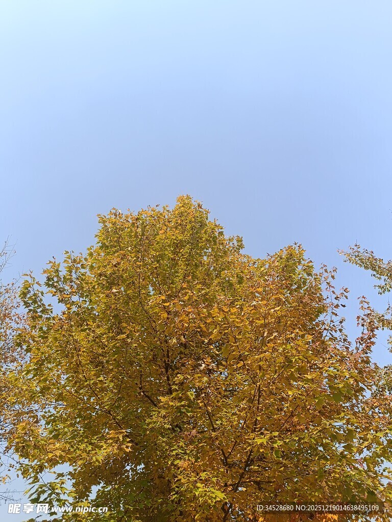 秋日树冠映蓝天