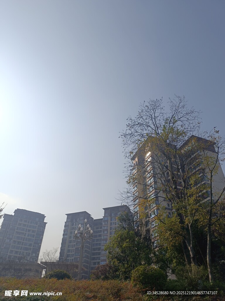 城市高楼与稀疏树木景观