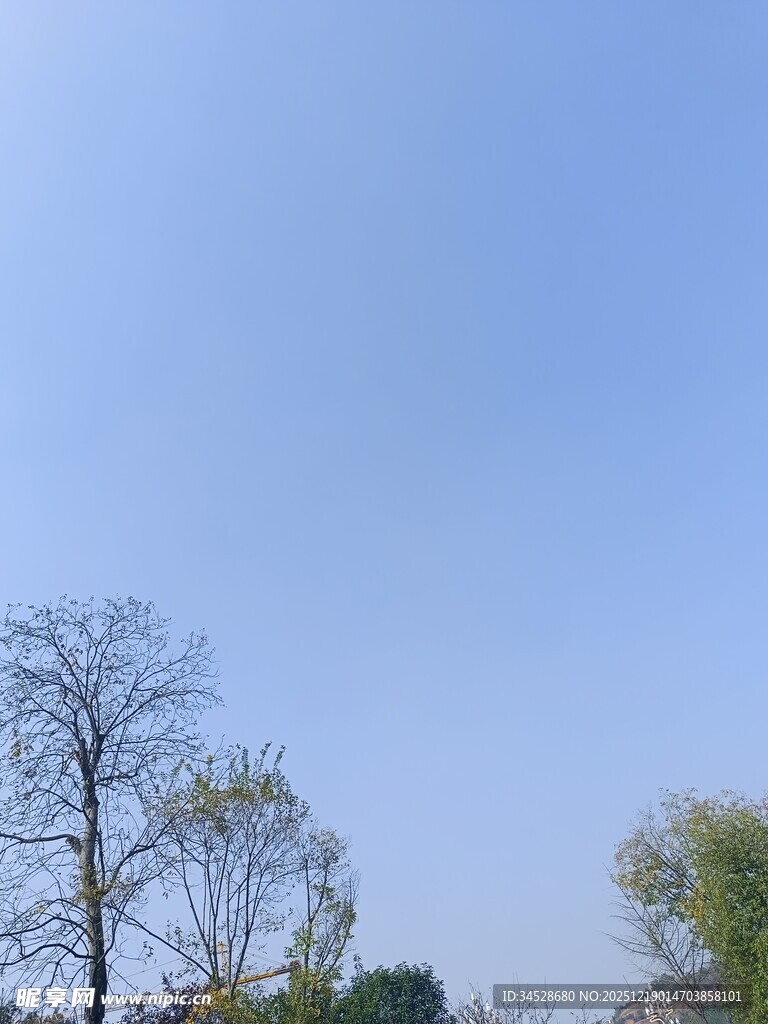 蓝天之下的树木景致