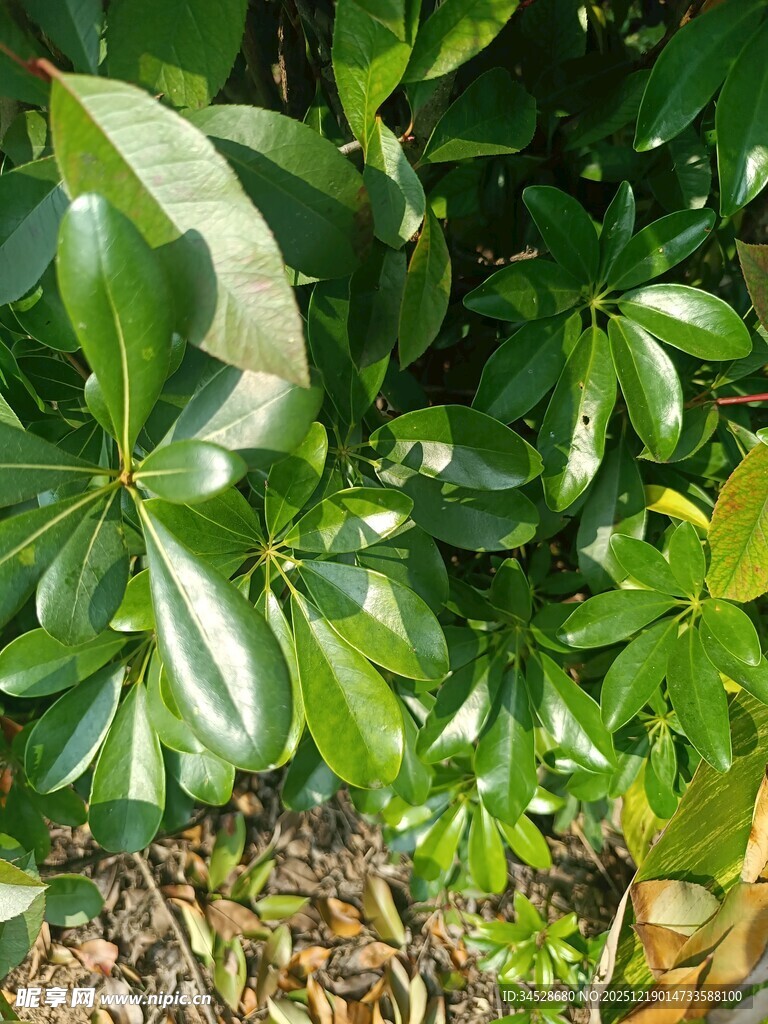 翠绿繁茂的鹅掌柴植物