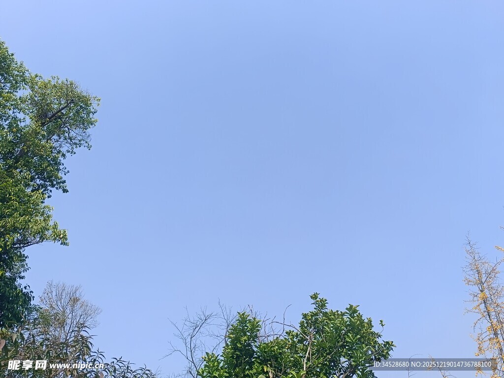 蓝天绿树自然景致