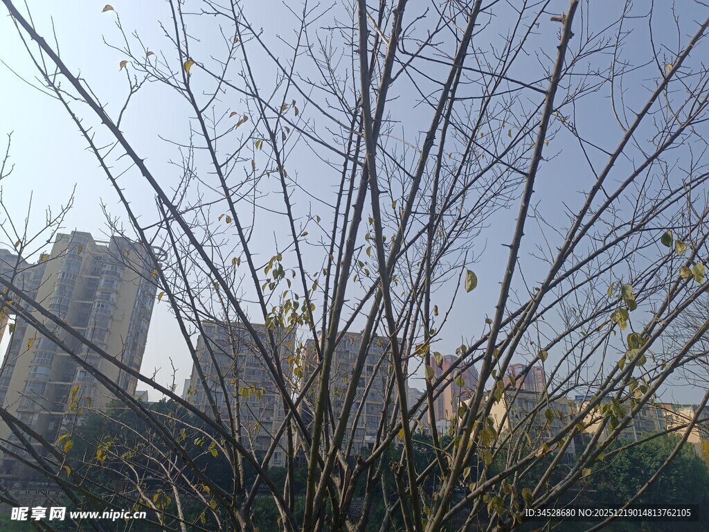 冬日枯树与远处高楼
