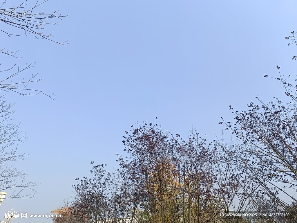 蓝天映衬下的树木景观