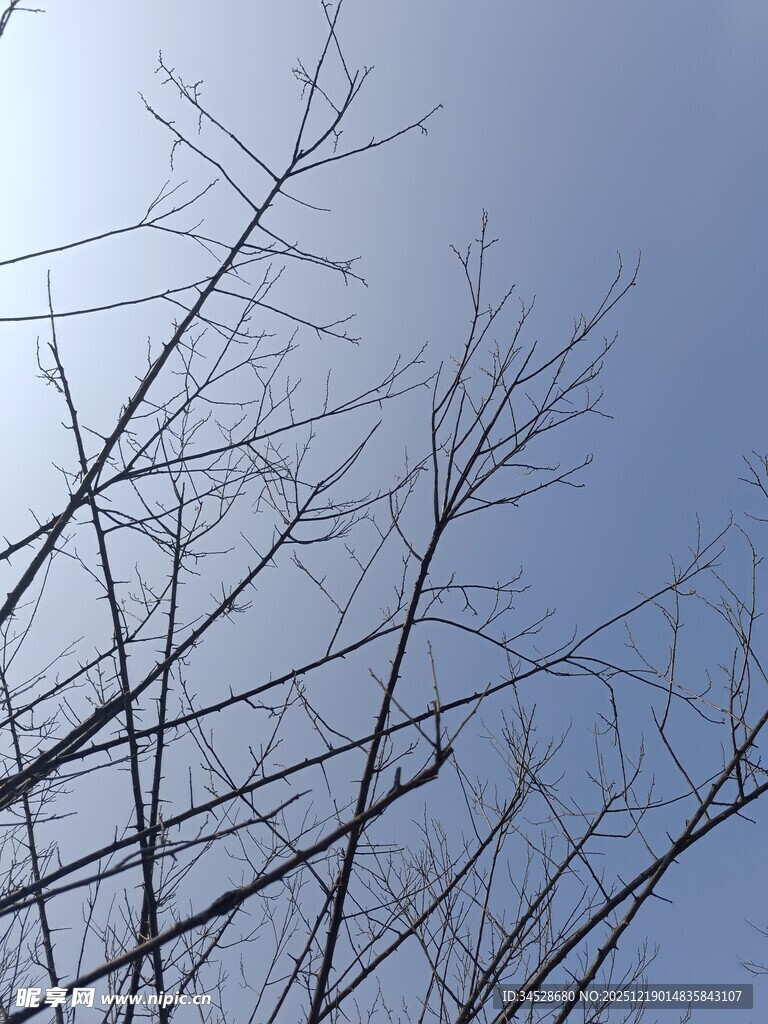 冬日枯树枝与晴朗蓝天