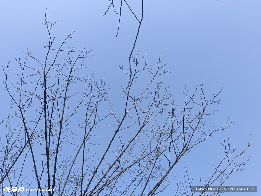 蓝天映衬下的光秃树枝