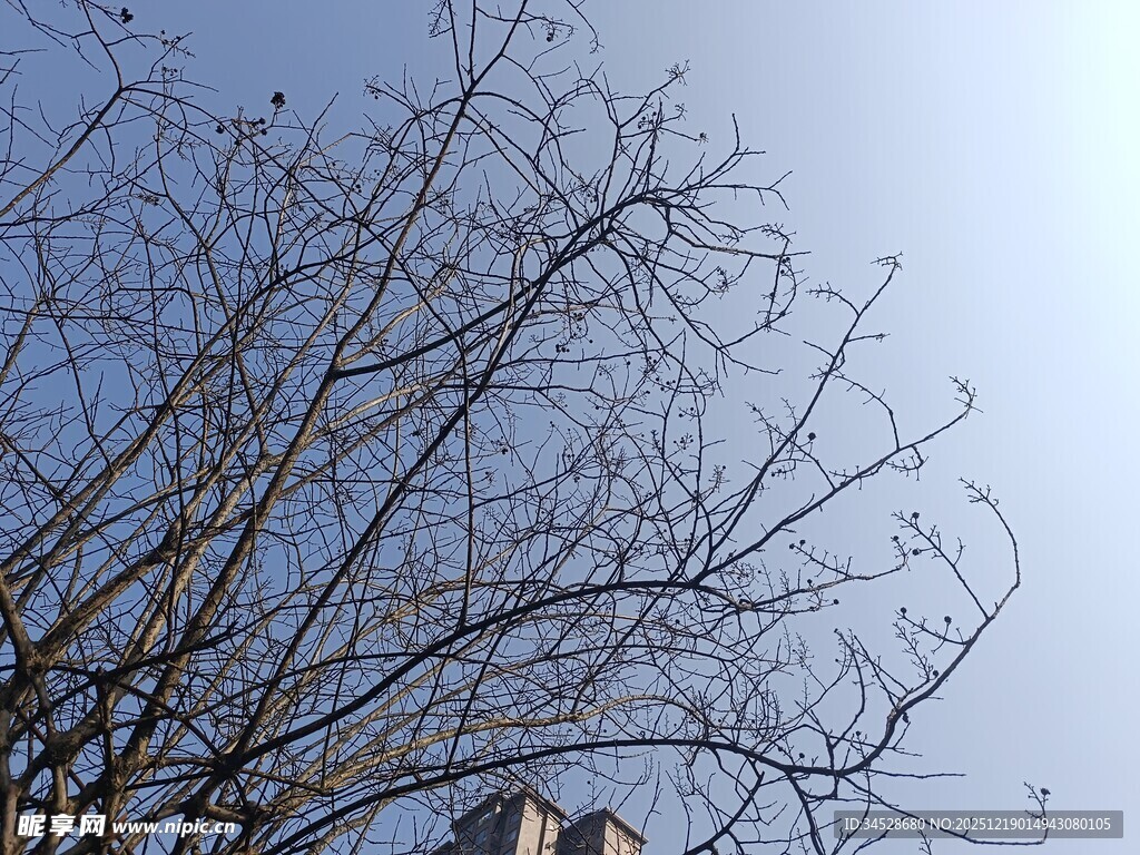 冬日光秃树枝与蓝天