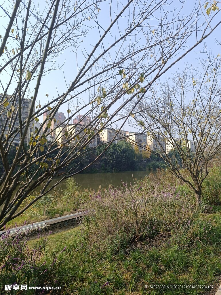 郊外荒野树枝景象