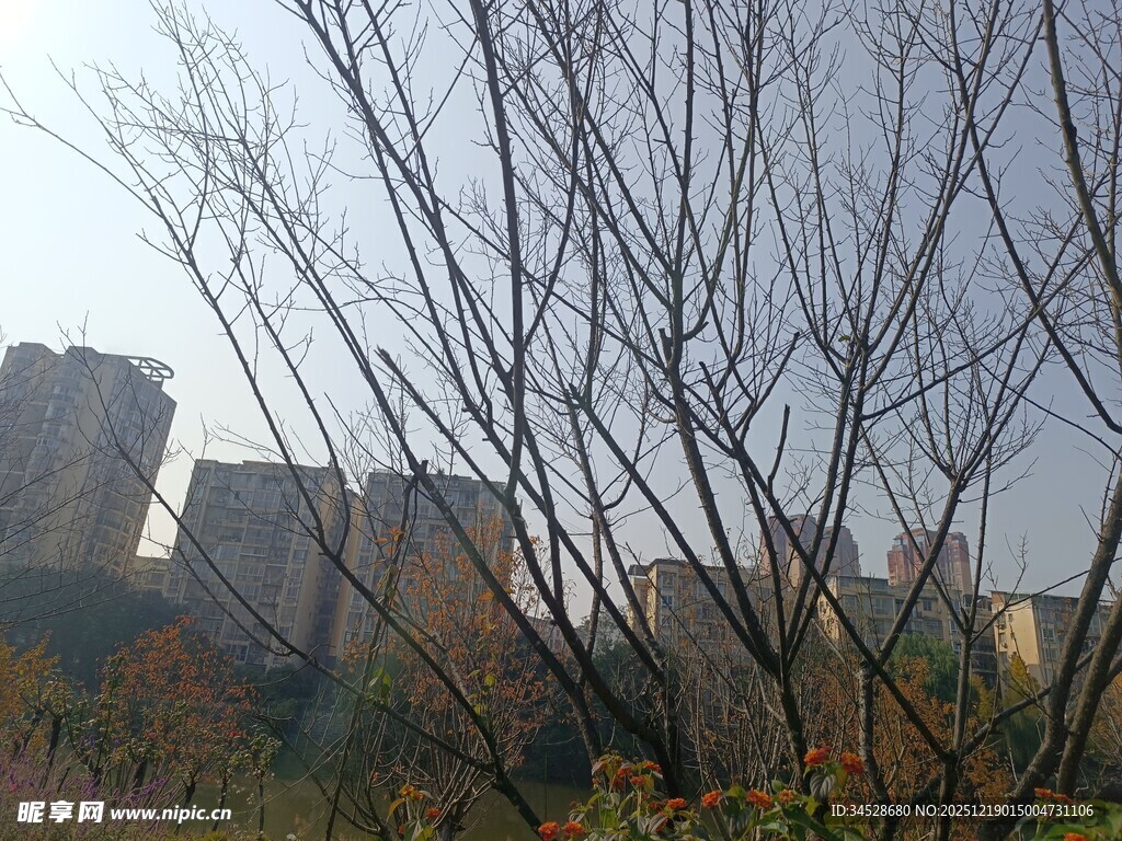 秋日城郊光秃树木与建筑