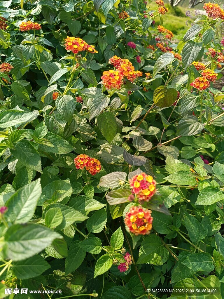 橙色花卉绽放于绿叶间