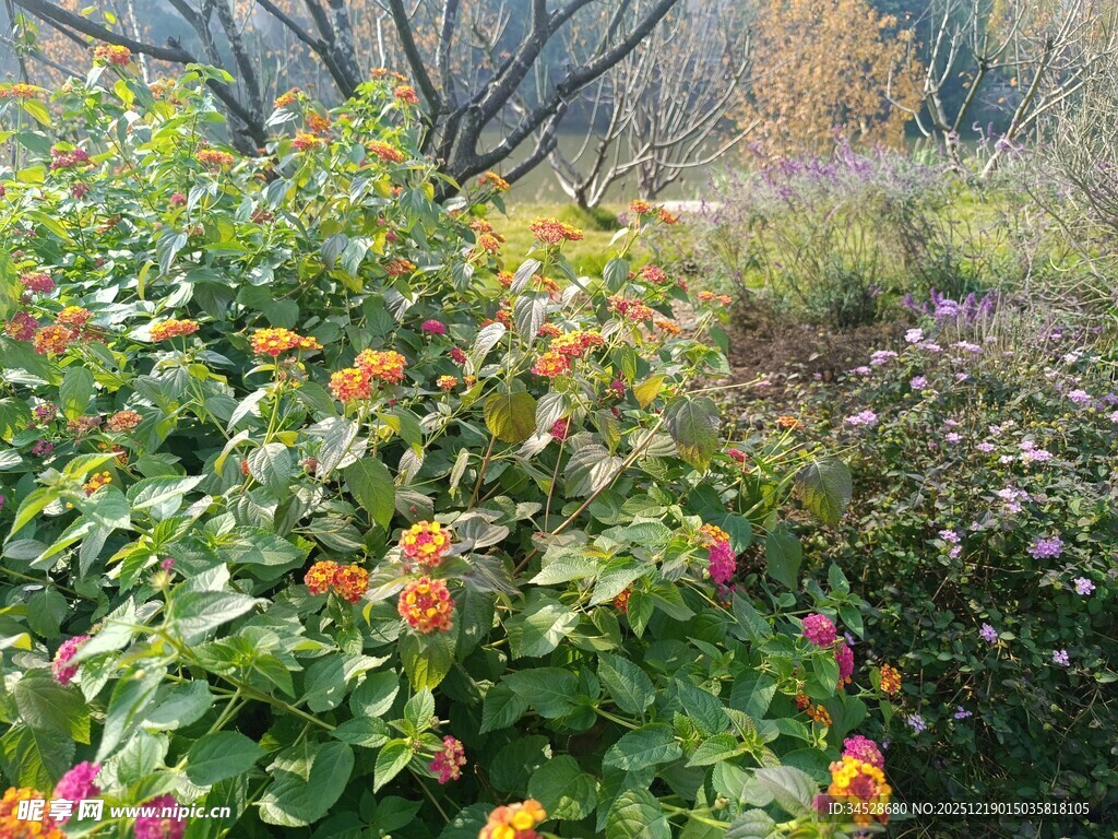多彩花卉装点的自然景致
