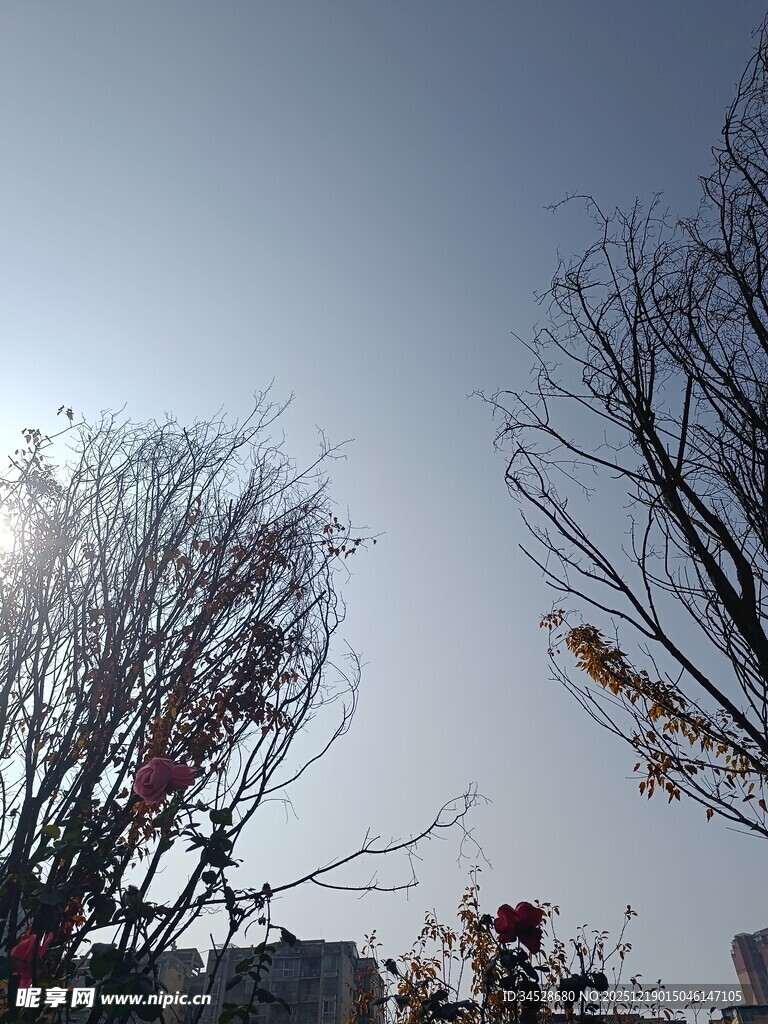 冬日枯树映暖阳